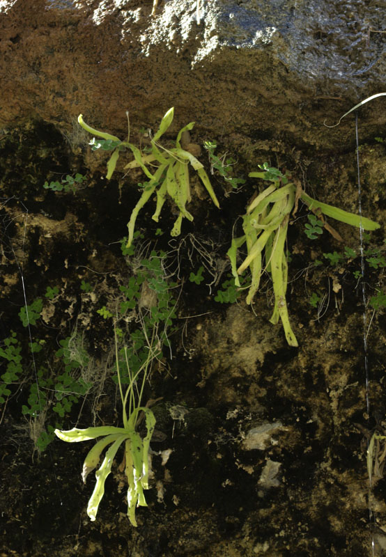 Pinguicula longifolia subsp. longifolia